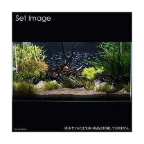楽天市場】90cm（水草｜水槽・アクアリウム内装）：熱帯魚 