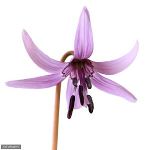 iR쑐jJ^NiЌIj@1@3i3|bgZbgjixԁj