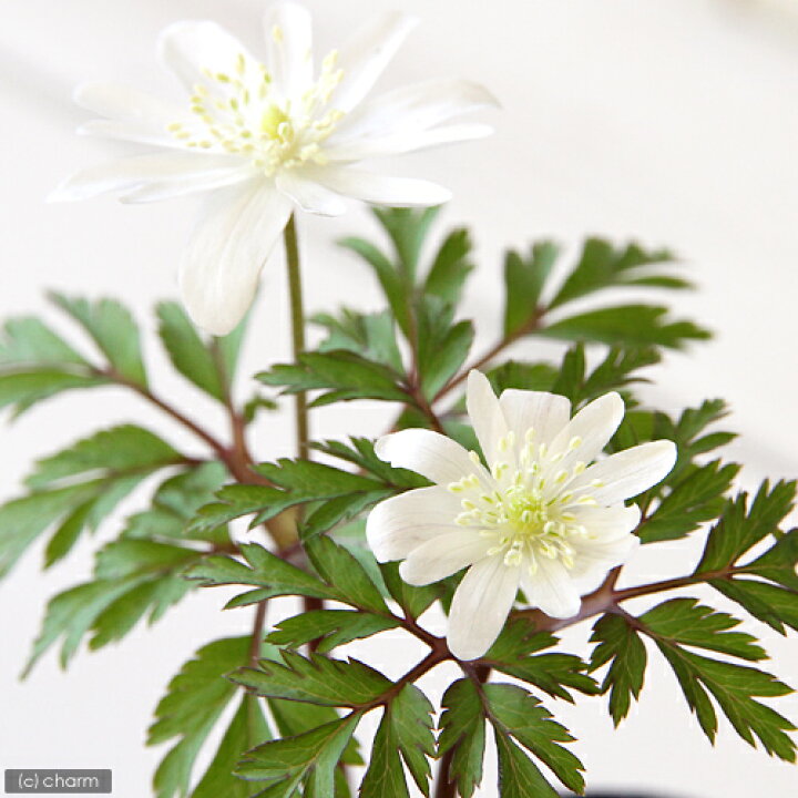 楽天市場 山野草 菊咲きイチゲ 菊咲きイチリンソウ 菊咲一華 ３号 １ポット 休眠株 Charm 楽天市場店