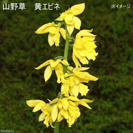 楽天市場 エビネの通販