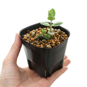 iR쑐jAIxPC\Eiٌcj@i1|bgjixԁj