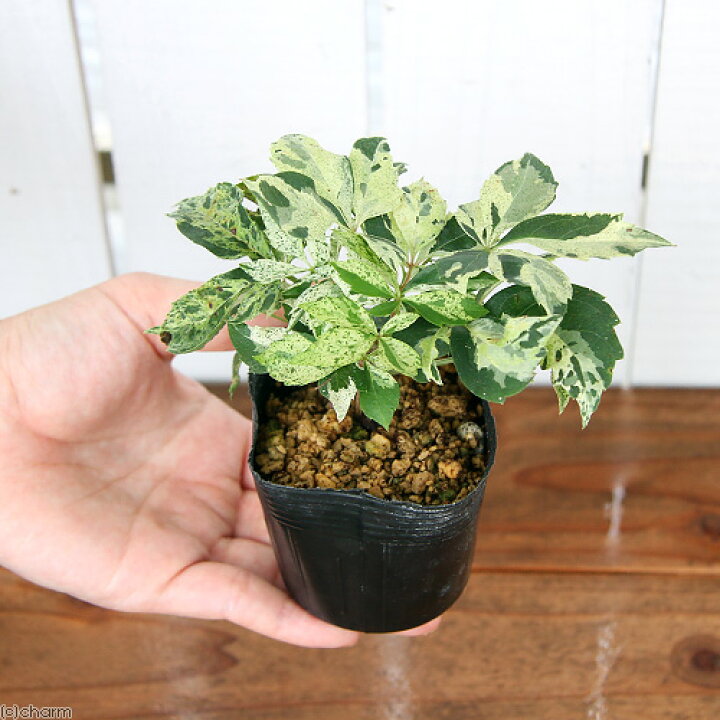 楽天市場 観葉植物 パーセノシッサス 斑入りアメリカヅタ ２ ５号 １ポット 休眠株 北海道冬季発送不可 Charm 楽天市場店