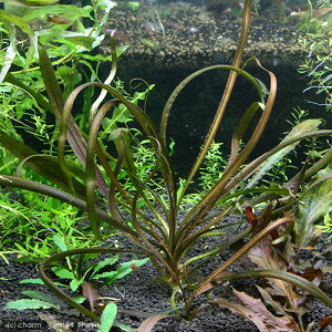 ijNvgRlspDutb^[T@PgDY@^CvAitji_ji1j@kCEBq֗vۉ