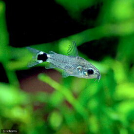 （熱帯魚）コリドラス・ハステータス（ブリード）（10匹）　北海道・九州航空便要保温　沖縄別途送料