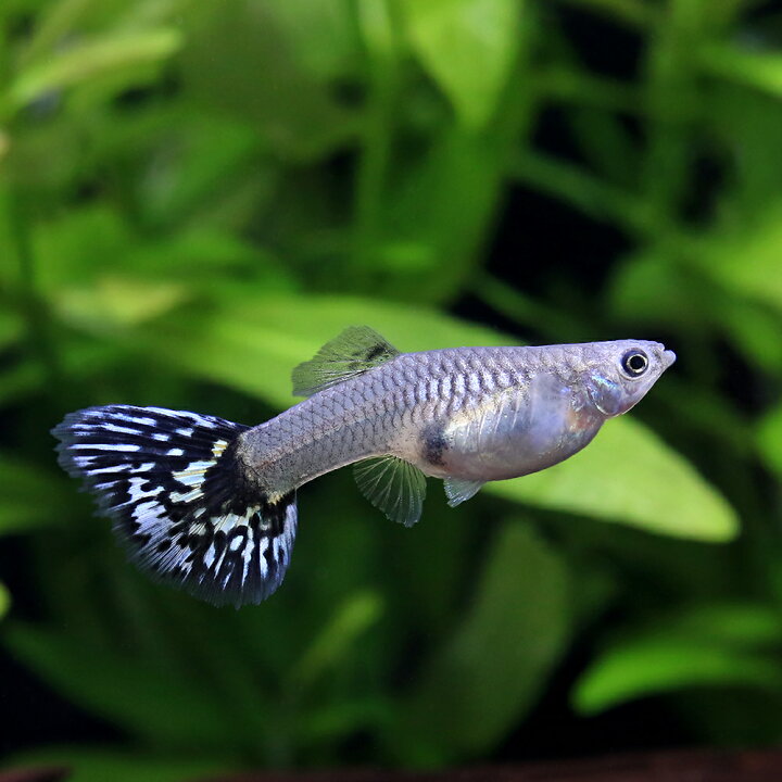 楽天市場】（入荷未定）（熱帯魚）エルシルバラドモザイク・グッピー 