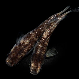楽天市場】 金魚・メダカ・錦鯉・日淡 > 金魚・メダカ・錦鯉・日淡 