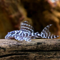 楽天市場】キンペコ（観賞魚｜熱帯魚・アクアリウム）：ペット・ペット 