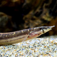 （熱帯魚）マスタセンベルス　ノトフタルムス（1匹）　北海道・九州航空便要保温