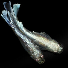 楽天市場】 金魚・メダカ・錦鯉・日淡 > 金魚・メダカ・錦鯉・日淡 