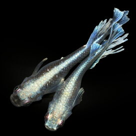 楽天市場】 金魚・メダカ・錦鯉・日淡 > 金魚・メダカ・錦鯉・日淡 
