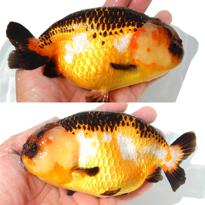 楽天市場】（金魚）一点物 らんちゅう 15cm±（中国産）（1匹 