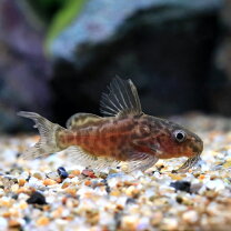 楽天市場】シノドンティス（観賞魚｜熱帯魚・アクアリウム）：ペット 