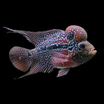 楽天市場】フラワー ホーン 幼魚の通販