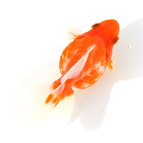 楽天市場】金魚ブロードテールの通販