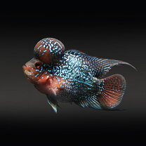 楽天市場】フラワートーマン（熱帯魚・アクアリウム｜ペット・ペット 