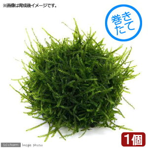 ijā@X[iEC[XjSTCYitji_ji1j