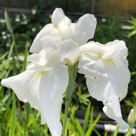 （ビオトープ）水辺植物　花菖蒲　友鶴（トモヅル）肥後系純白中輪三英花（1ポット）【HLS_DU】