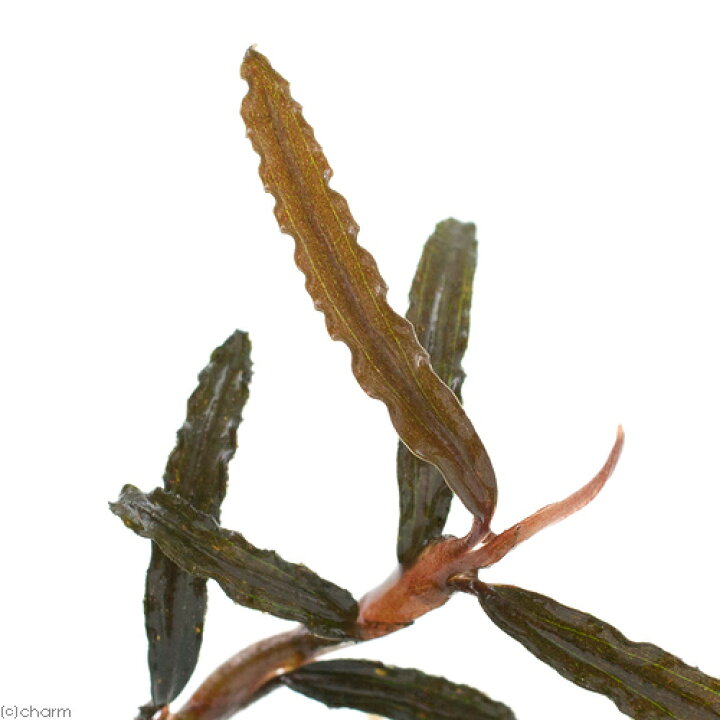 楽天市場 水草 ブセファランドラｓｐ カユラピス 水中葉 無農薬 １株 Charm 楽天市場店