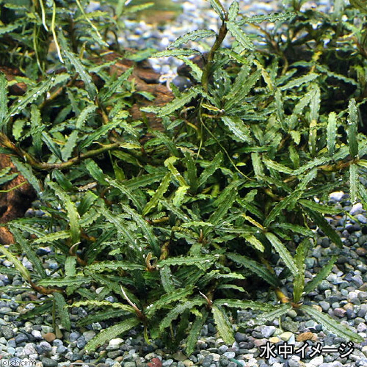 楽天市場 水草 ブセファランドラｓｐ カユラピス 水中葉 無農薬 １株 Charm 楽天市場店