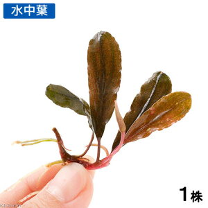 ijuZt@hspDNANA2i_jitji1j@kCEBq֗vۉ