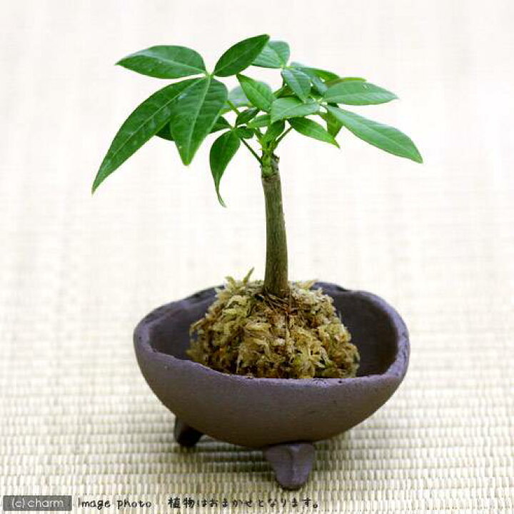 楽天市場 観葉植物 苔玉 おまかせ観葉 ｖｅｒ 水苔 １個 コケ玉 Charm 楽天市場店