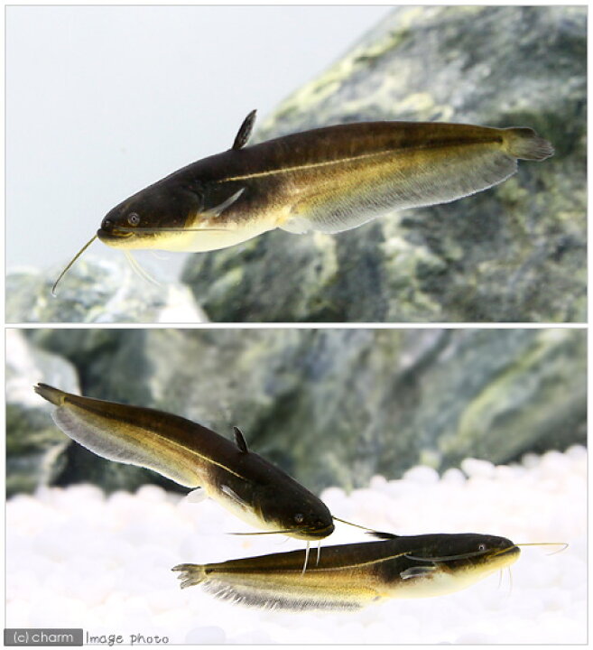 楽天市場 淡水魚 ナマズ １匹 Charm 楽天市場店