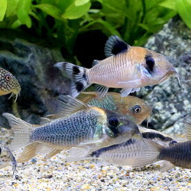 （熱帯魚）1日1セット限定！　10000円　オススメ品種コリドラス（3匹）　北海道・九州航空便要保温