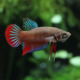 （熱帯魚）ベタ　インベリス　オス（ワイルド）（1匹）　北海道航空便要保温