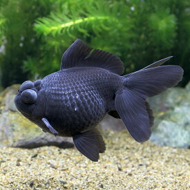 （金魚）一点物　黒竜（中国産）約14cm（1匹）　北海道・九州航空便要保温