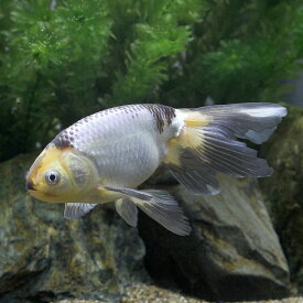 （金魚）一点物　パンダ丹鳳　約14cm（中国産）（1匹）　北海道・九州航空便用保温