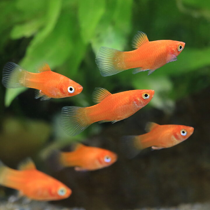 楽天市場】（熱帯魚）プチレッド プラティ（8匹） 北海道・九州航空便 