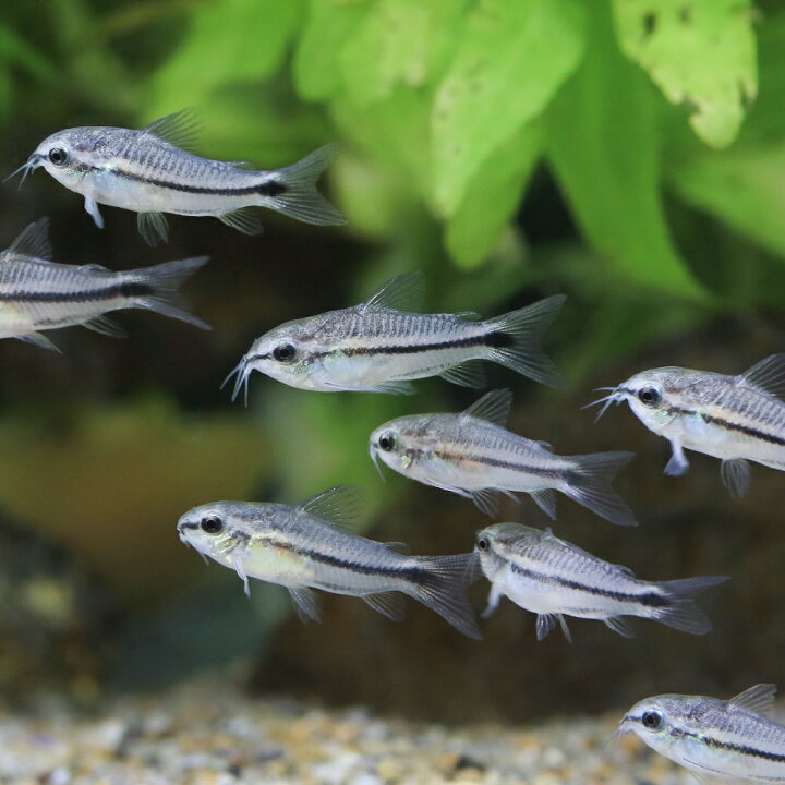 楽天市場】（熱帯魚）コリドラス・ピグミー（ブリード）（4匹 