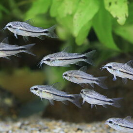 （熱帯魚）コリドラス・ピグミー（ブリード）（8匹）　北海道・九州航空便要保温