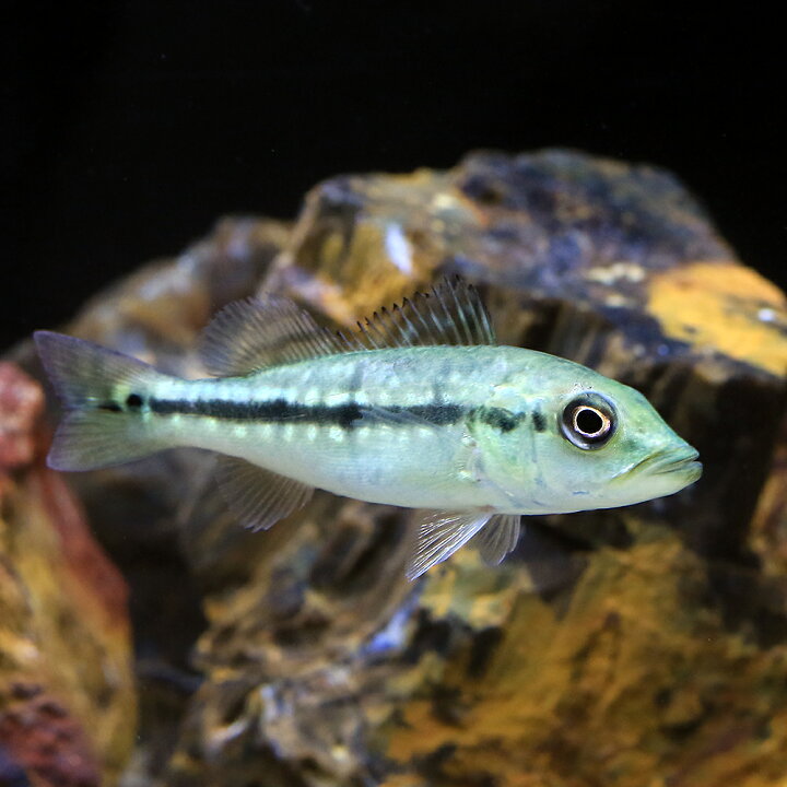 楽天市場】（熱帯魚）キクラ・フォーゴ（ブリード）（1匹） 北海道 