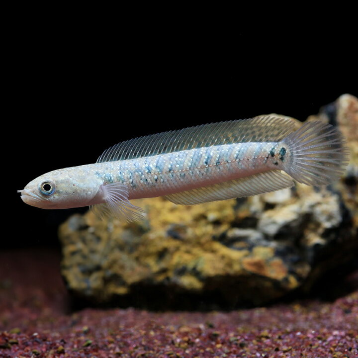 楽天市場】（熱帯魚）コウタイ レッドギャラクシー（1匹） 北海道航空 