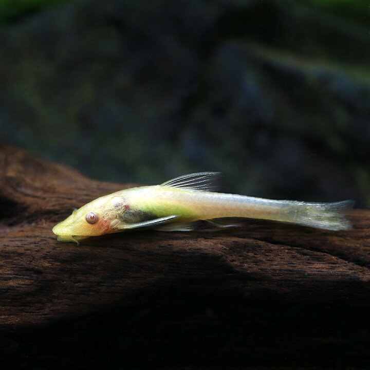 楽天市場】（熱帯魚）オトシンネグロ ゴールデン（国産ブリード）（1 