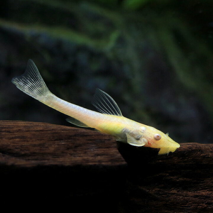 楽天市場】（熱帯魚）オトシンネグロ ゴールデン（国産ブリード）（1 