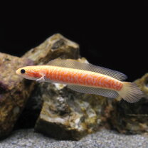 楽天市場】ギャラクシー（熱帯魚・アクアリウム｜ペット・ペットグッズ 