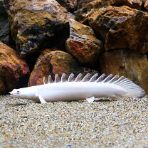 楽天市場】ポリプテルス アンソルギー（熱帯魚・アクアリウム｜ペット 