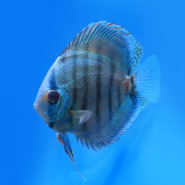 楽天市場】熱帯魚 チャーム ディスカスの通販