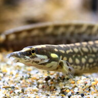 （熱帯魚）ユニカラースパイニーイール（1匹）　北海道・九州航空便要保温