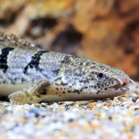 （熱帯魚）一点物　ポリプテルス　デルヘジィ　ロイヤルバンド（ブリード）（1匹）　北海道・九州航空便要保温