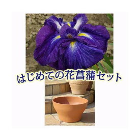 楽天市場 球根 菖蒲の通販 楽天市場 球根 菖蒲の通販