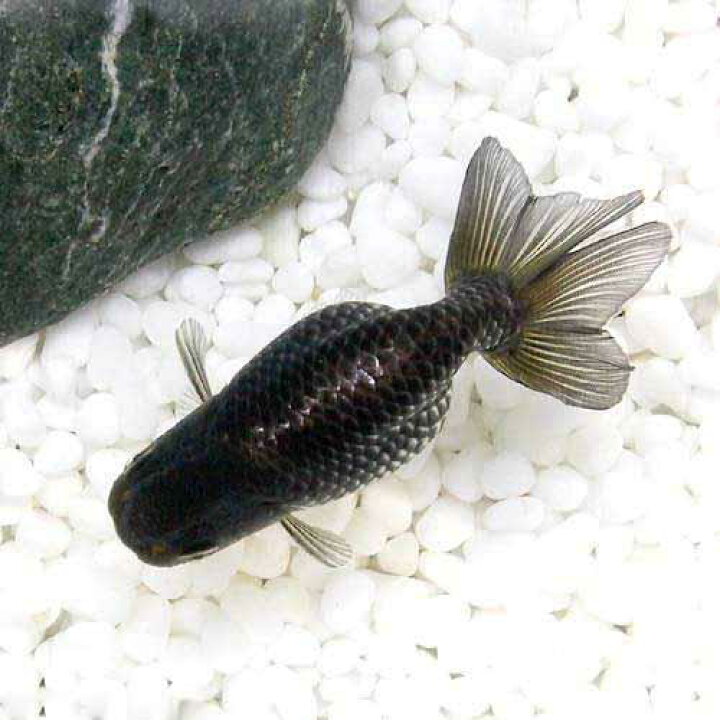楽天市場 国産金魚 青らんちゅう 深見養魚場産 １匹 Charm 楽天市場店