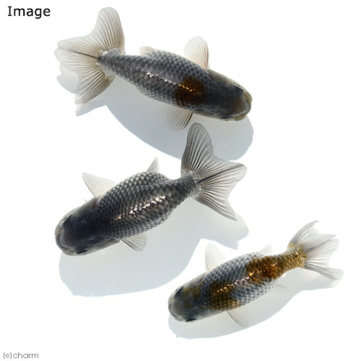 金魚 一点物 中国産 九州 北海道 墨江戸錦 １匹