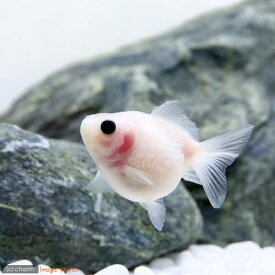 楽天市場 ピンポンパール 沈下 餌の通販