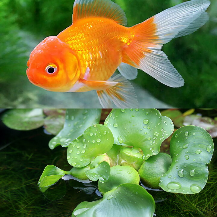 楽天市場 国産金魚 オランダ獅子頭 １匹 ホテイ草 １株 セット Charm 楽天市場店