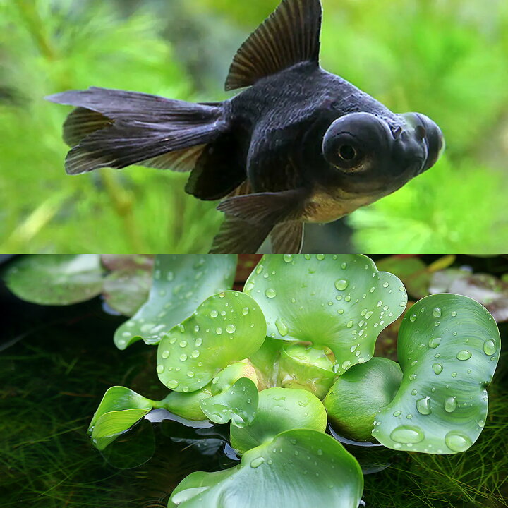 楽天市場 国産金魚 水草 出目金 デメキン 黒 １匹 ホテイ草 １株 セット 北海道 九州航空便要保温 Charm 楽天市場店