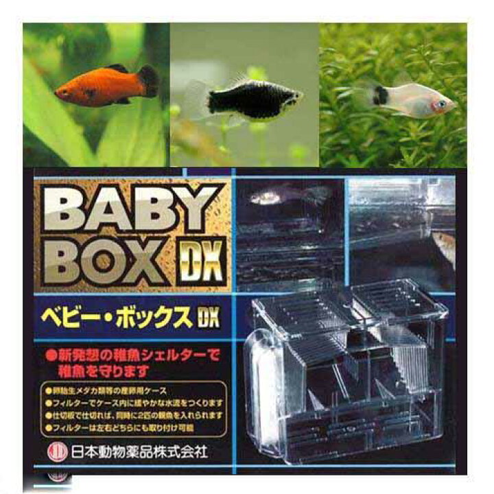 楽天市場 熱帯魚 ミックス プラティ ４匹 ベビーボックス プラス セット 本州四国限定 Charm 楽天市場店