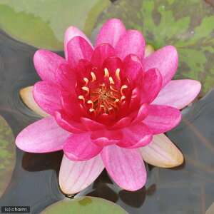 �i�r�I�g�[�v�j���@�@���ѐ����@�i�X�C�����j�i�ԁj�@�y���[�Y�@�x�C�r�[�@���b�h�@PerryS�@Baby�@Red�@�i1�|�b�g�j�i�x����ԁj